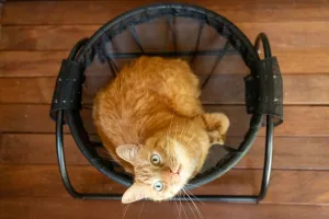Catnets Skywalks Floor Hammock